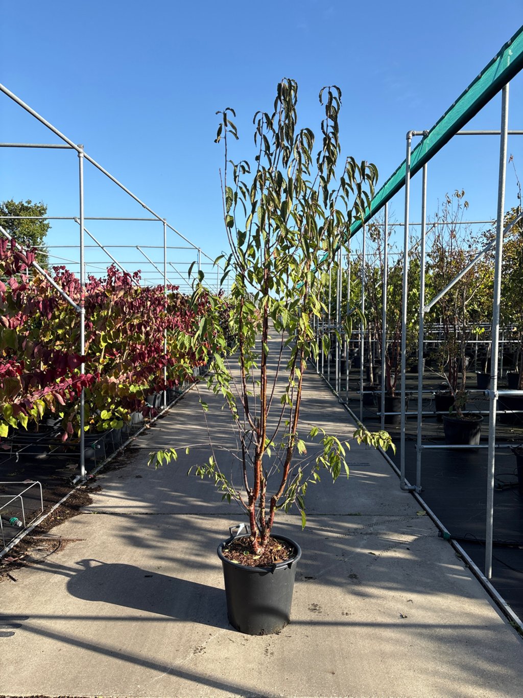 Prunus serrula 'Branklyn' - C35 175-200 CM